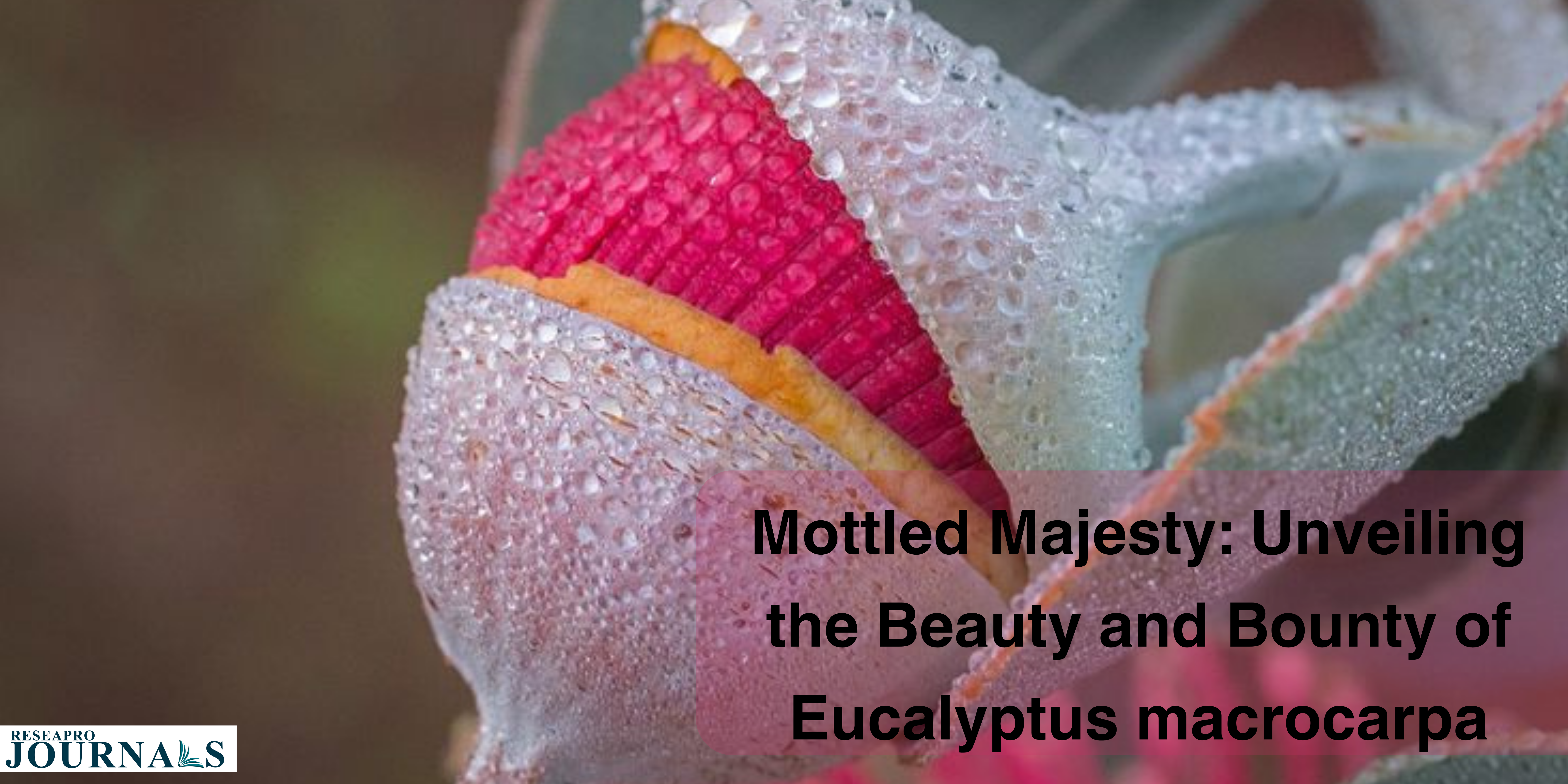 Mottled Majesty: Unveiling the Beauty and Bounty of Eucalyptus macrocarpa