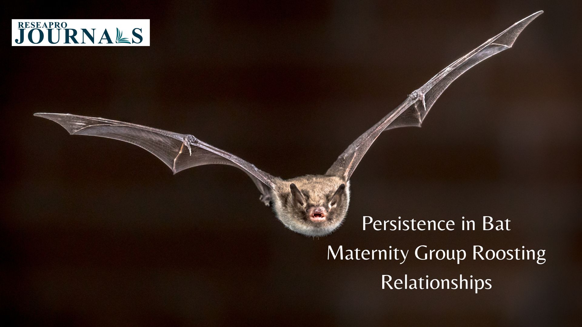 Persistence in Bat Maternity Group Roosting Relationships