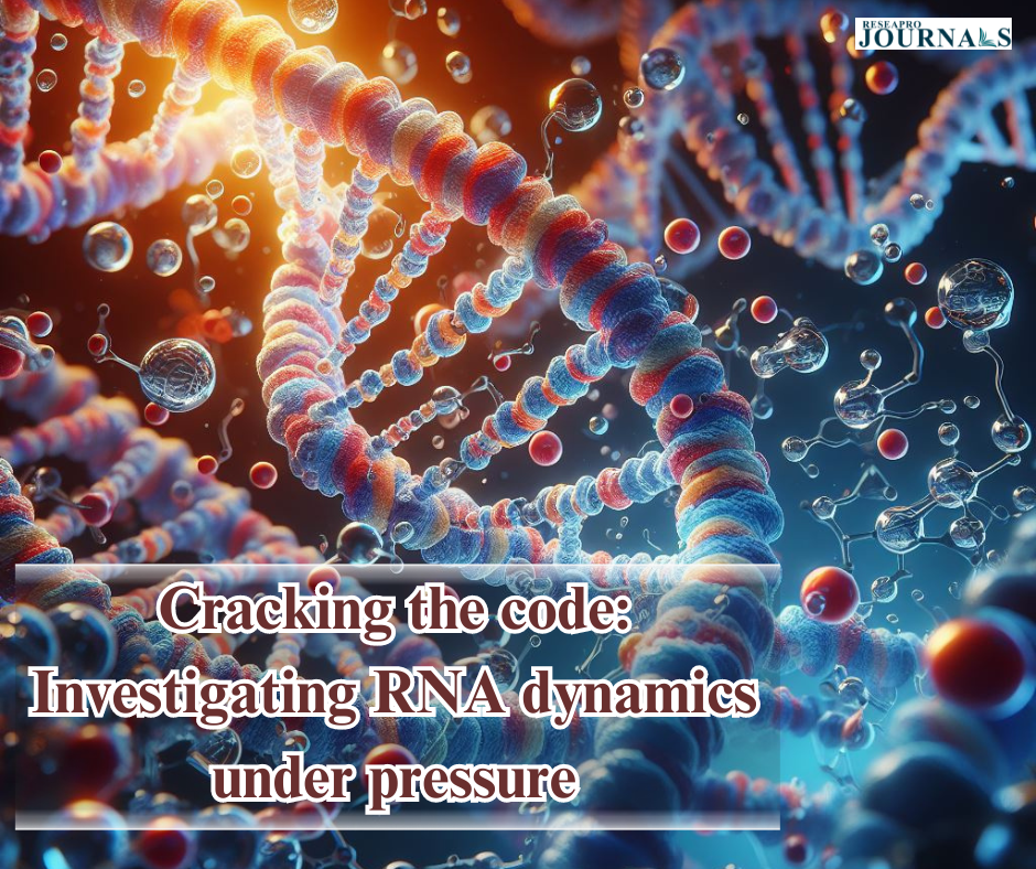 Cracking the code: Investigating RNA dynamics under pressure