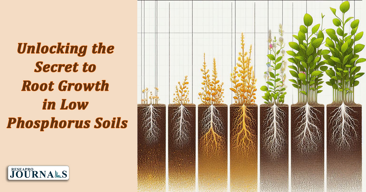Unlocking the Secret to Root Growth in Low Phosphorus Soils