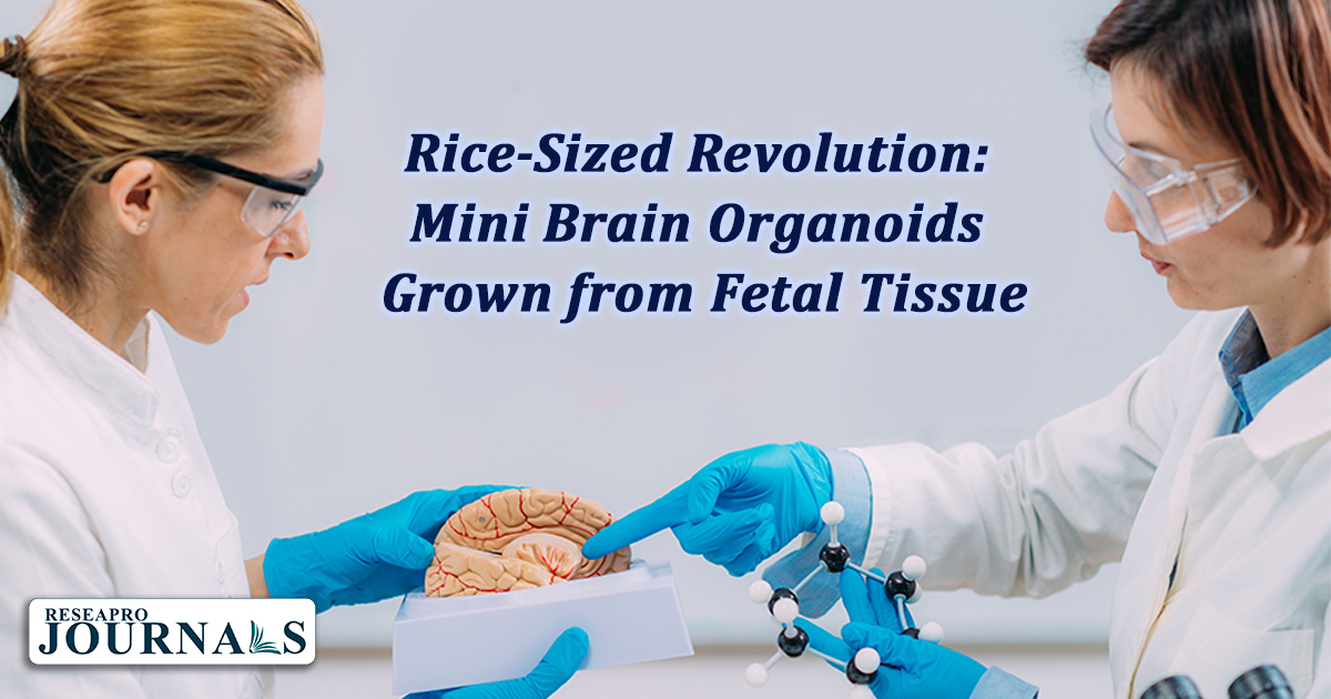 Rice-Sized Revolution: Mini Brain Organoids Grown from Fetal Tissue